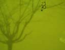 lolo | shadow | tree | barcelona (7 votes)