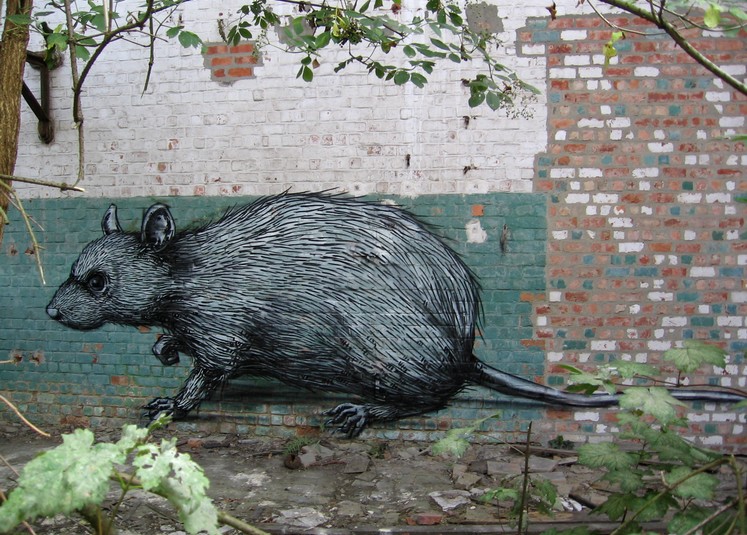 roa | doel | rat | belgium