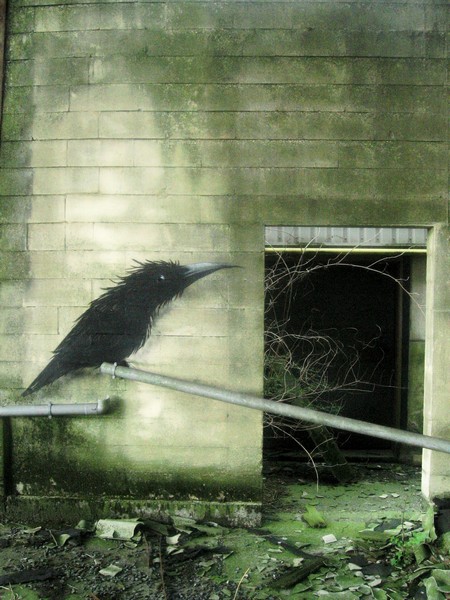 roa | bird | belgium