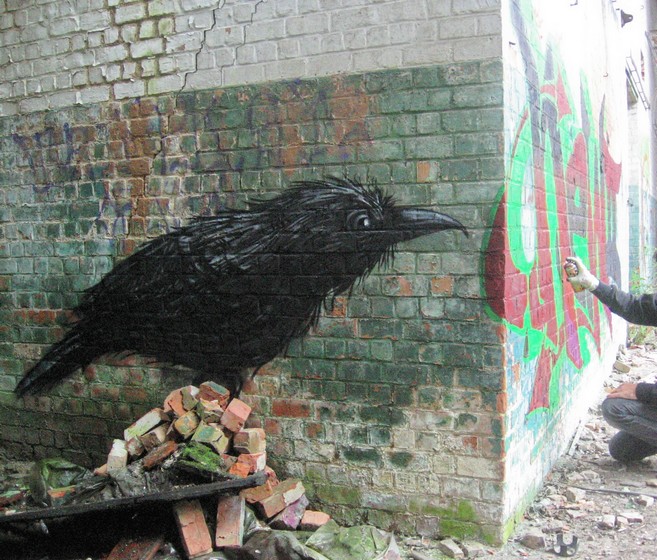 roa | bird | belgium