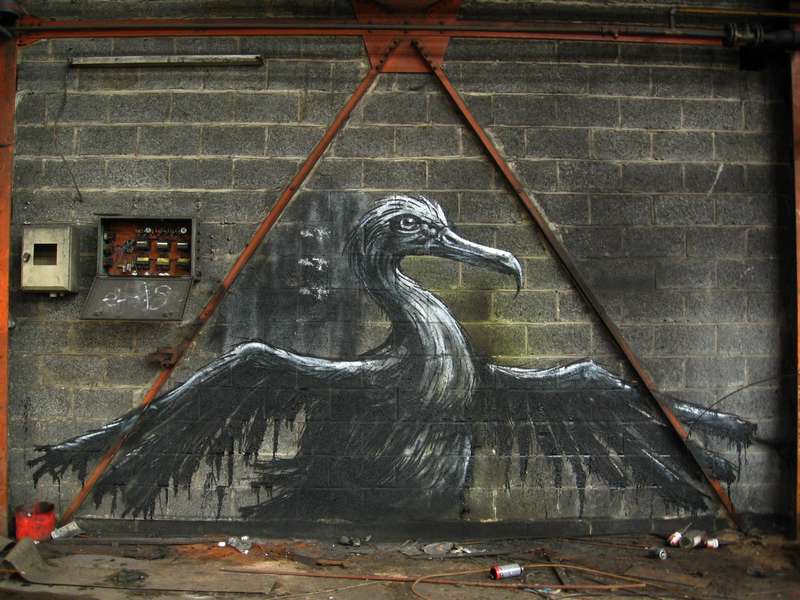 roa | bird | belgium