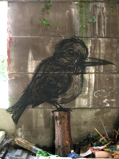 roa | bird | belgium