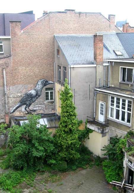 roa | bird | belgium