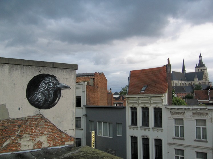 roa | bird | belgium