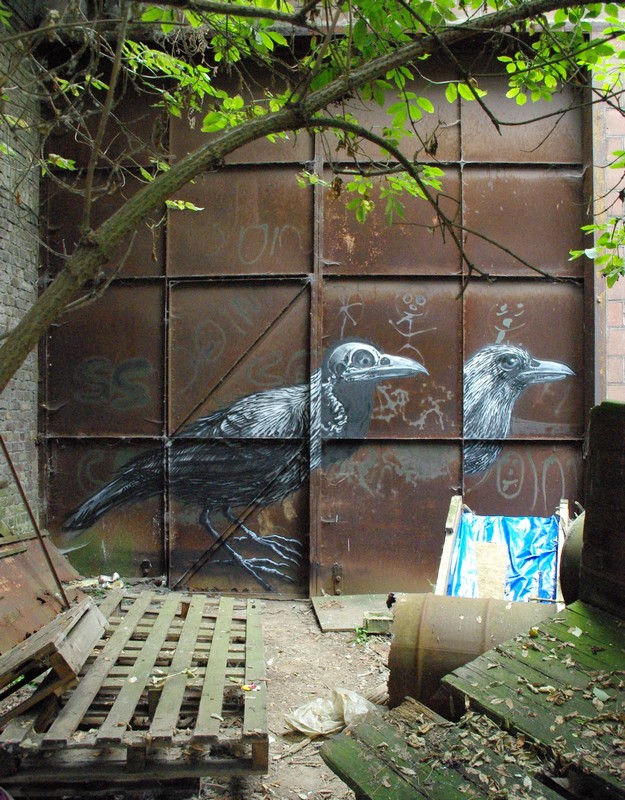 roa | bird | belgium