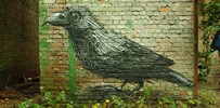 roa | bird | gent | belgium (13 votes)