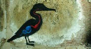 roa | bird | gent | belgium (18 votes)