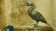 roa | bird | gent | belgium (15 votes)