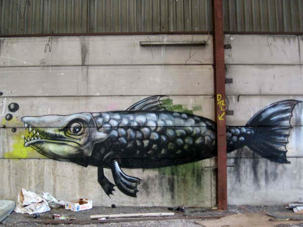 roa | fish | belgium