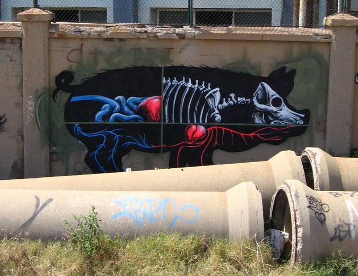 Pig anatomy by ROA