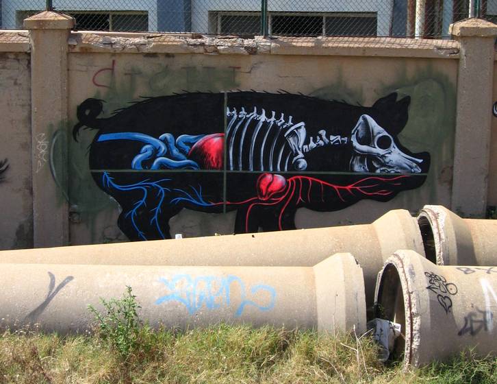 Pig anatomy by ROA