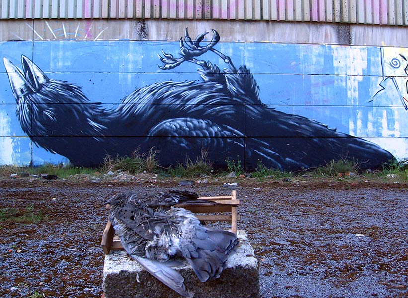 roa | pigeon | belgium