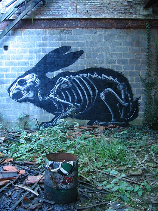 Rabbit anatomy by ROA