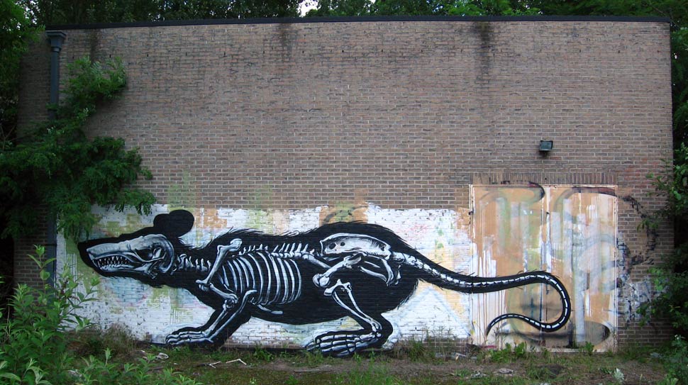 roa | rat | belgium