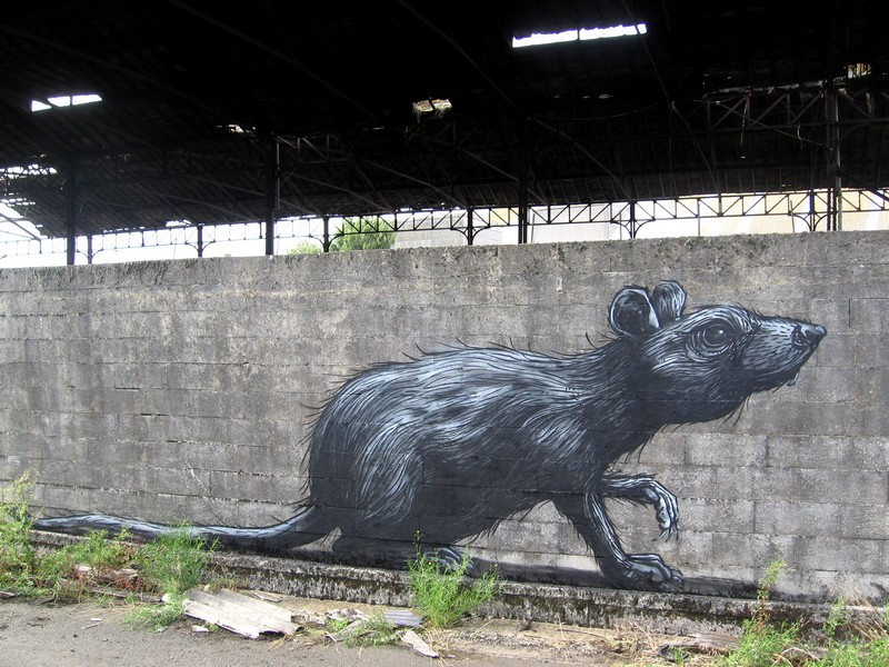 roa | rat | belgium