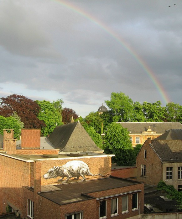 roa | rat | rainbow | belgium