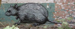 roa | doel | rat | belgium (7 votes)