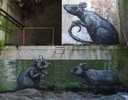 roa | gent | rat | belgium (15 votes)