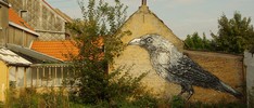 roa | bird | doel | belgium (14 votes)