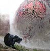 roa | rat | belgium (6 votes)