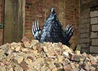 roa | belgium (11 votes)