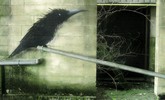 roa | bird | belgium (7 votes)