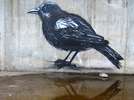 roa | bird | barcelona (9 votes)