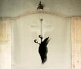 roa | bird | bruxelles | belgium (22 votes)