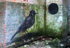 roa | bird | belgium (7 votes)