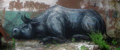 roa | belgium (6 votes)