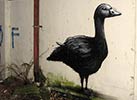 roa | duck | belgium (13 votes)