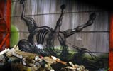 roa | horse | belgium (12 votes)