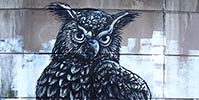 roa | owl | belgium (10 votes)