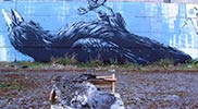 roa | pigeon | belgium (7 votes)