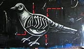 roa | pigeon | belgium (10 votes)