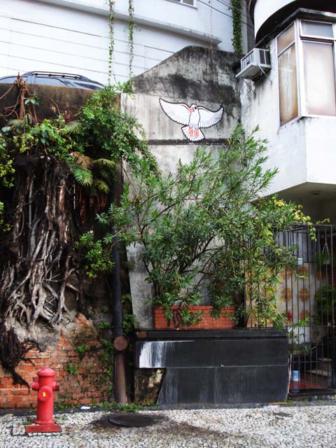 tika | rio | bird | brazil