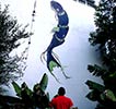 robotinc2501 | fish | brazil (26 votes)