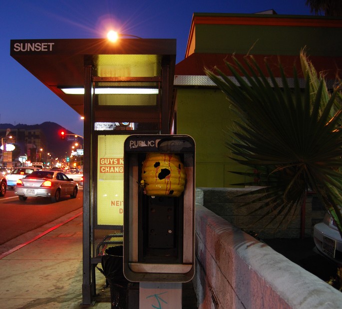 bumblebee | night | california