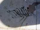 banksy | losangeles | california (1 vote)