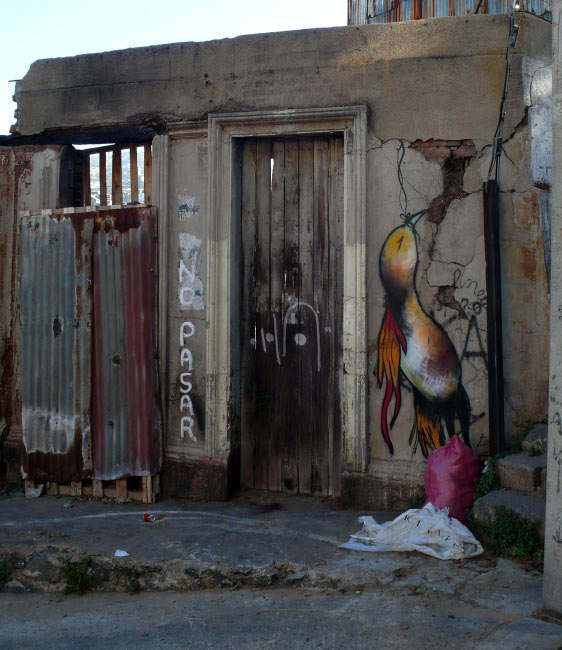 bird | valparaiso | chile