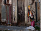 bird | valparaiso | chile (12 votes)
