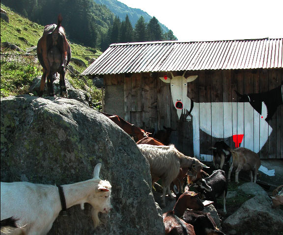 tika | switzerland | europe