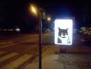 mezzoforte | reims | night | cat | france (4 votes)