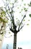 ninjatree | jeanspezial | troyes | tree | france (6 votes)
