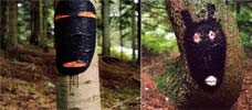 turbo | tree | france (7 votes)