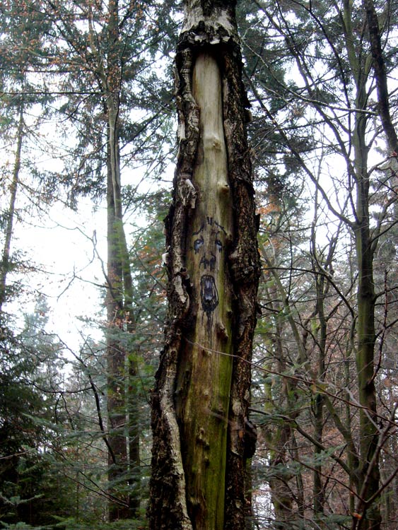 zonenkinder | tree | germany