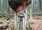 zonenkinder | tree | germany (18 votes)