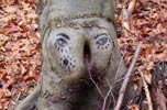 zonenkinder | tree | germany (24 votes)