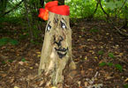 zonenkinder | tree | germany (63 votes)
