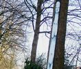 momo- | nartur | munster | tree | germany (16 votes)